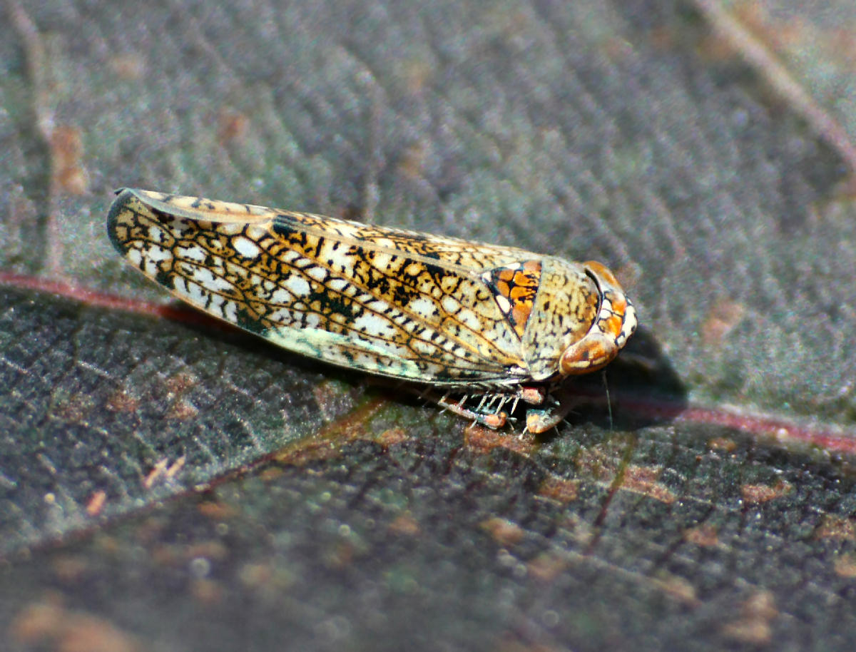 Cicadellidae: Orientus ishidae della Lombardia